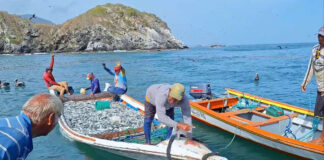 Toneladas de sardinas