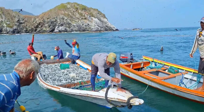 Toneladas de sardinas