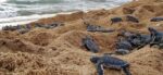 Tortugas