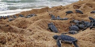 Tortugas
