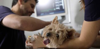 a citología veterinaria