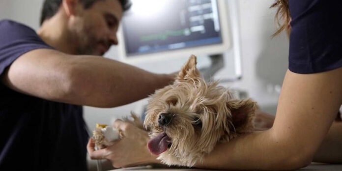 biopsia a citología veterinaria