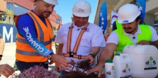 162 toneladas de algas marinas