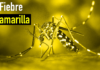 fiebre amarilla