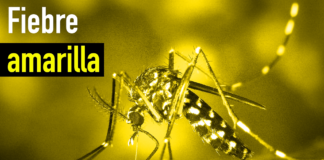 fiebre amarilla