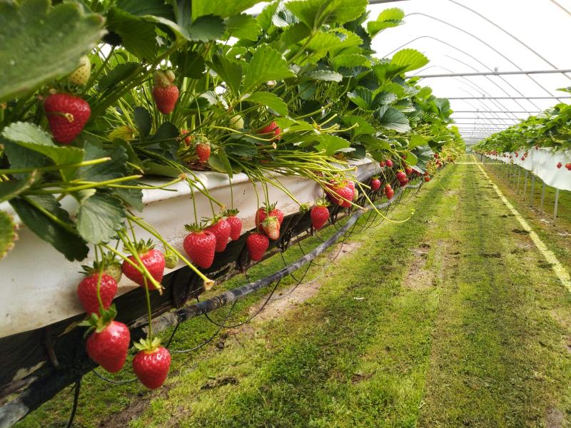 fresas