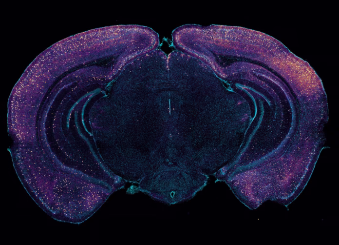 El microbioma intestinal