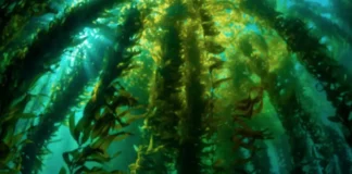 Las macroalgas