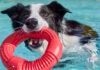 Ir a la playa con tu perro