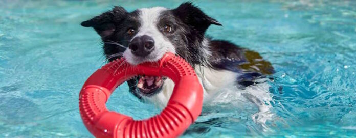 perro Ir a la playa con tu perro