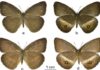 Descubren nuevo género de mariposas en Venezuela