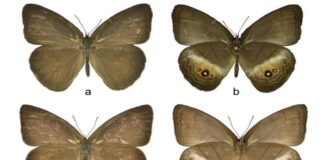 Descubren nuevo género de mariposas en Venezuela