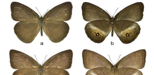 Descubren nuevo género de mariposas en Venezuela