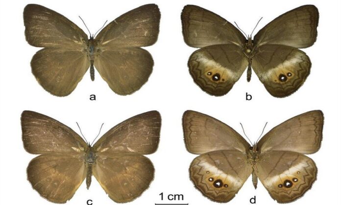 Descubren nuevo género de mariposas en Venezuela