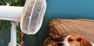 Tus perros y gatos