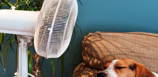 Tus perros y gatos