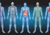 Crean el “Google Earth” del cuerpo humano El Google Earth del cuerpo humano