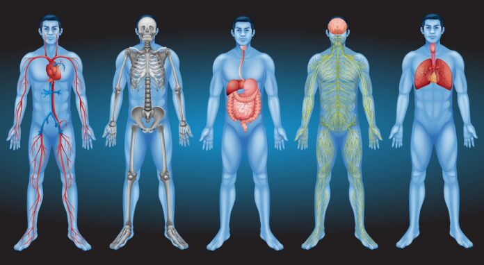 Crean el “Google Earth” del cuerpo humano El Google Earth del cuerpo humano