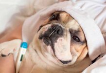 Italia otorga permisos de trabajo para cuidar a tu mascota enferma