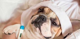 Italia otorga permisos de trabajo para cuidar a tu mascota enferma