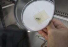 OPS lucha contra chagas