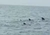 Ballenas Calderon en la Guaira