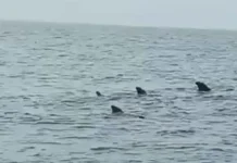 Ballenas Calderon en la Guaira