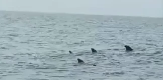 Ballenas Calderon en la Guaira