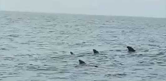 Ballenas Calderon en la Guaira