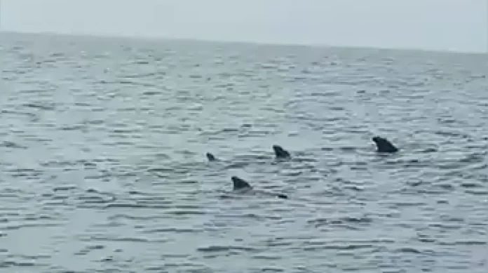 Ballenas Calderon en la Guaira