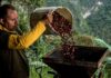 Caficultores se preparan para participar en Congreso Nacional del Café caficultores - Congreso Nacional de Café