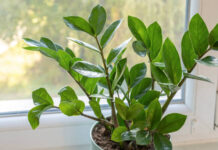 Plantas contra la humedad