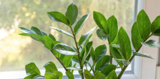Plantas contra la humedad
