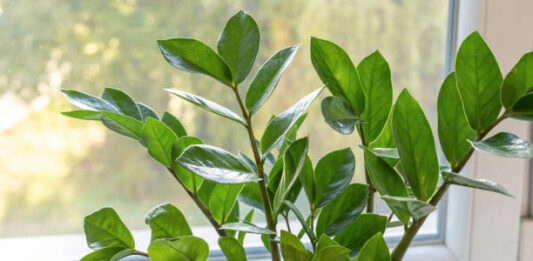 Plantas contra la humedad