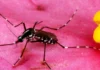 Rusia se encuentra en desarrollo de una vacuna contra el dengue Rusia se encuentra en desarrollo de una vacuna contra el dengue