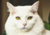¿Por qué las orejas puntiagudas de los gatos son clave para su supervivencia? (Parte I) orejas puntiagudas