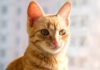 ¿Por qué las orejas puntiagudas de los gatos son clave para su supervivencia? (Parte II) OREJAS DE GATOS