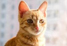 OREJAS DE GATOS