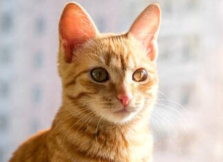 OREJAS DE GATOS
