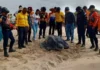 Sucre: Resguardan 68 huevos de tortuga cardón en playa Copacabana