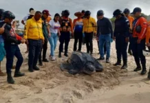 Sucre: Resguardan 68 huevos de tortuga cardón en playa Copacabana