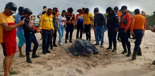 Sucre: Resguardan 68 huevos de tortuga cardón en playa Copacabana