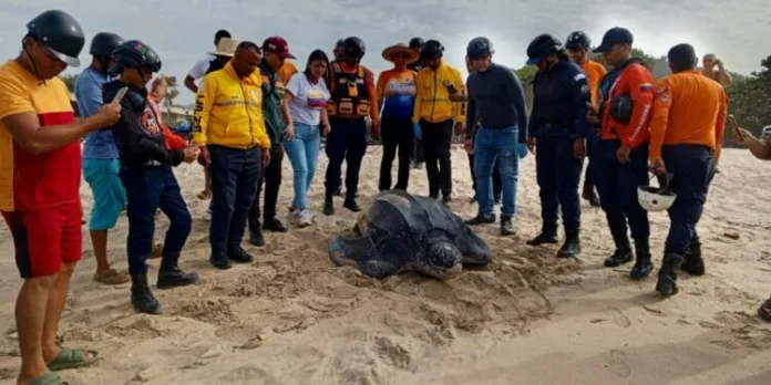 Sucre: Resguardan 68 huevos de tortuga cardón en playa Copacabana