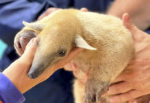 Rescatan un ejemplar de oso melero en la Bahía de Patanemo