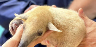 Rescatan un ejemplar de oso melero en la Bahía de Patanemo