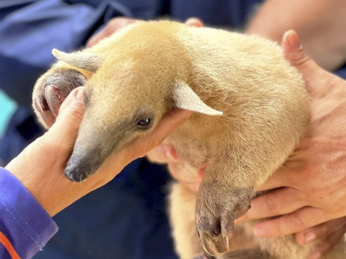 Rescatan un ejemplar de oso melero en la Bahía de Patanemo