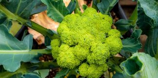 nutrientes esenciales