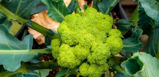 nutrientes esenciales