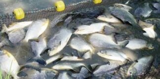ACAV realizó despliegue con productores piscícolas en Barinas