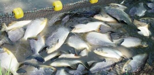 ACAV realizó despliegue con productores piscícolas en Barinas
